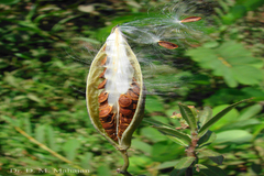 Asclepias curassavica